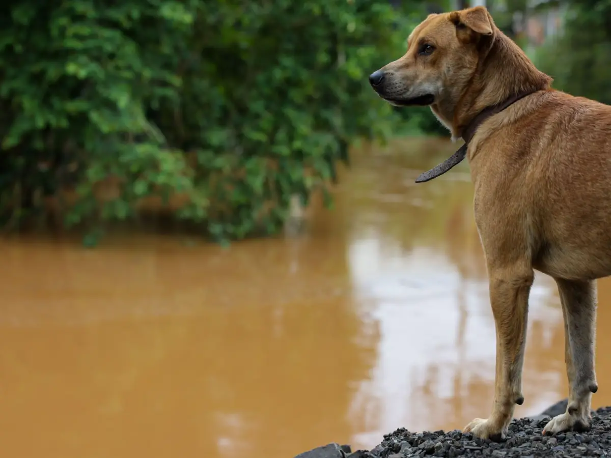 Dezembro Verde alerta para o abandono de animais no fim de ano